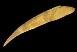 8.3" Fossil Shark (Hybodus) Dorsal Spine - Morocco - #130368-2